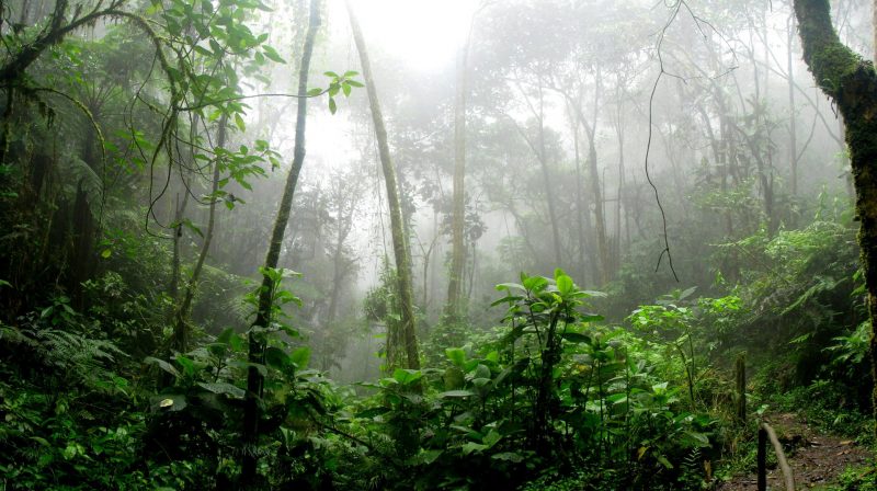 Study Warns of Drastic Loss of Global Temperate Rainforests by 2100 Due to Climate Change
