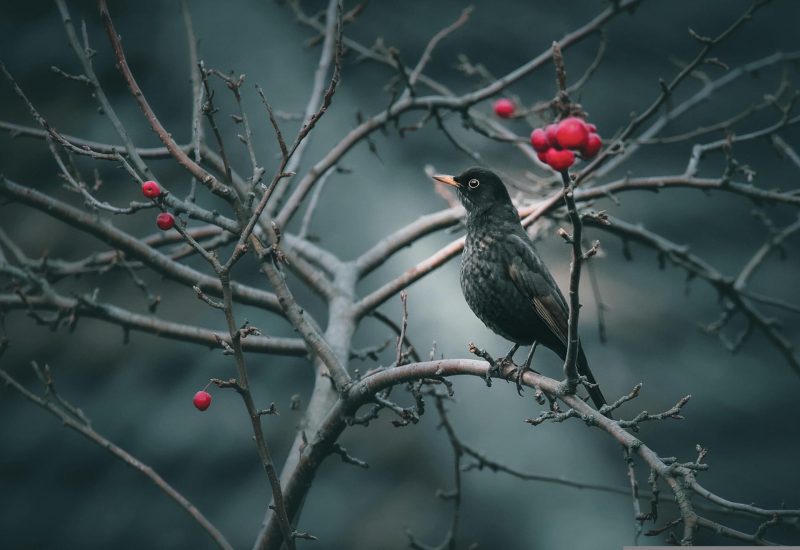 New Analysis Links Bird Traits to Extinction Timelines