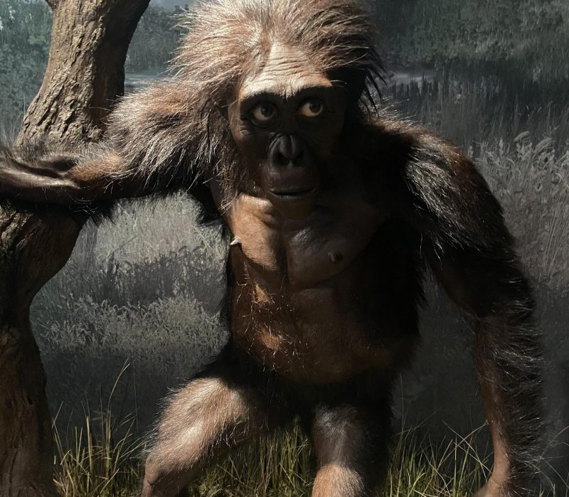 Early Human Ancestors Were Predominantly Vegetarian, Study Finds