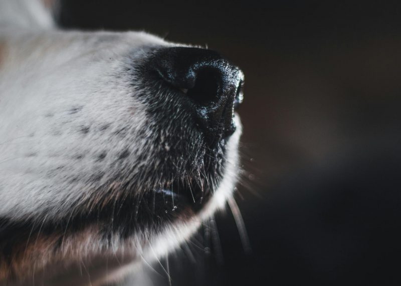 Canine-AI Collaboration Detects Cancer Odors in Breath with 94% Accuracy