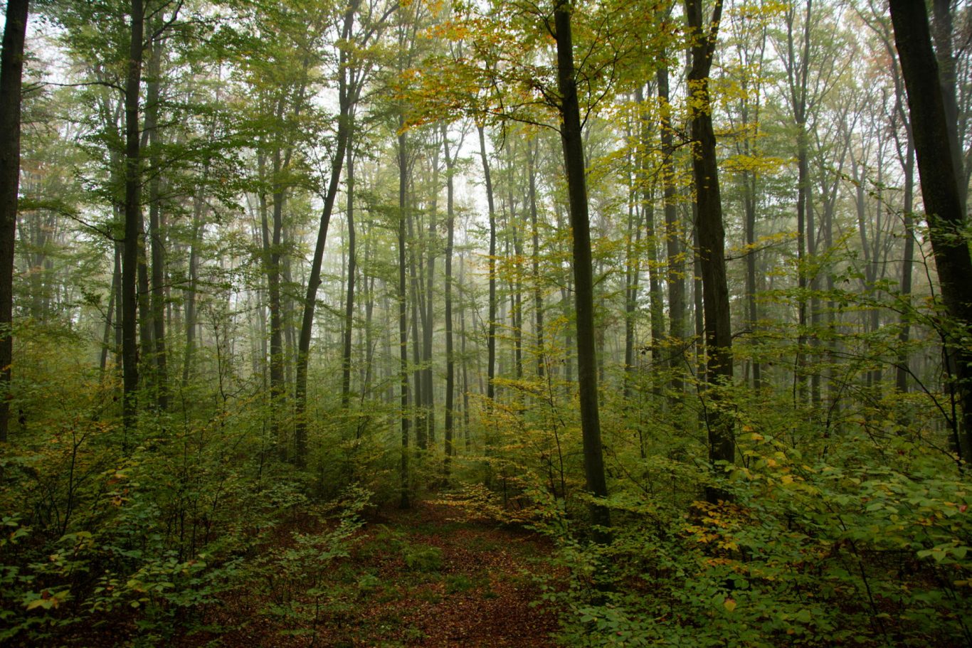 Climate Change Disrupts Key Tree-Fungi Symbiosis