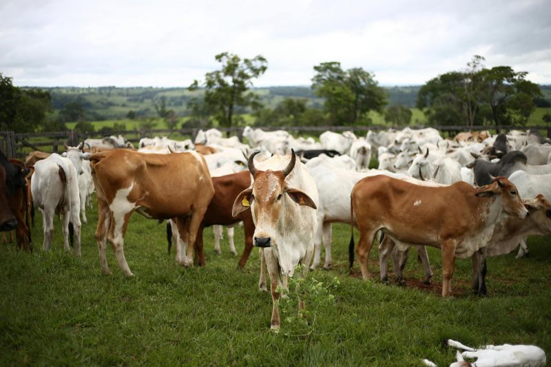Feeding Cows Seaweed Can Reduce Methane Emissions by Nearly 40%