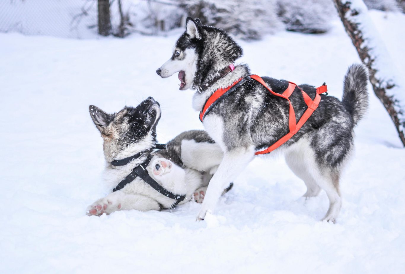 Ancient Relationship Between Humans and Dogs in the Americas Unveiled by Recent Research