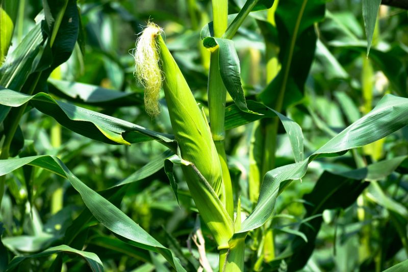 Unveiling the Genetic Heritage of Maize: A 1000-Year Journey