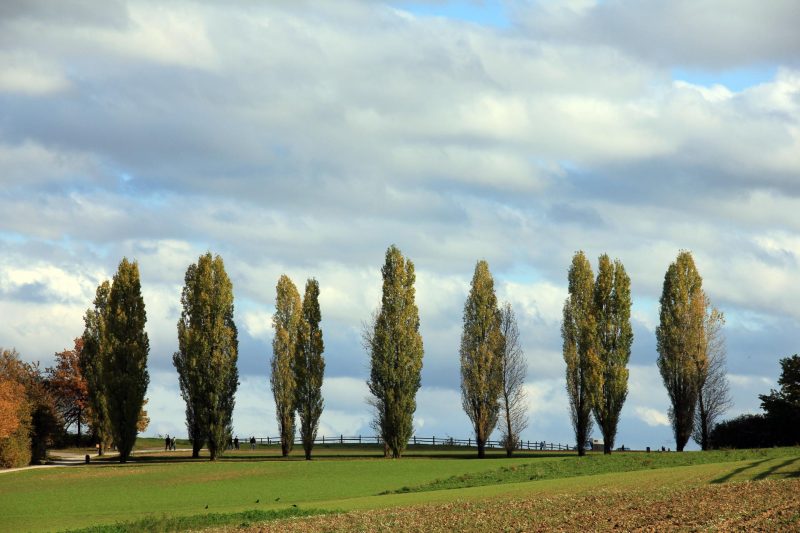 Discovery of Gene Enhancing Photosynthesis in Poplar Trees Holds Promise for Agriculture and Bioenergy