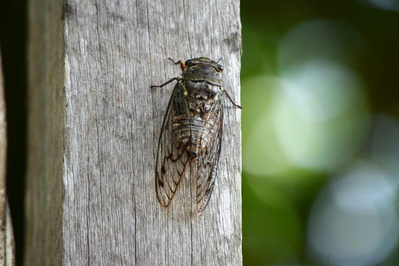 Cicada Wings Inspire a Breakthrough in Antibacterial Technology
