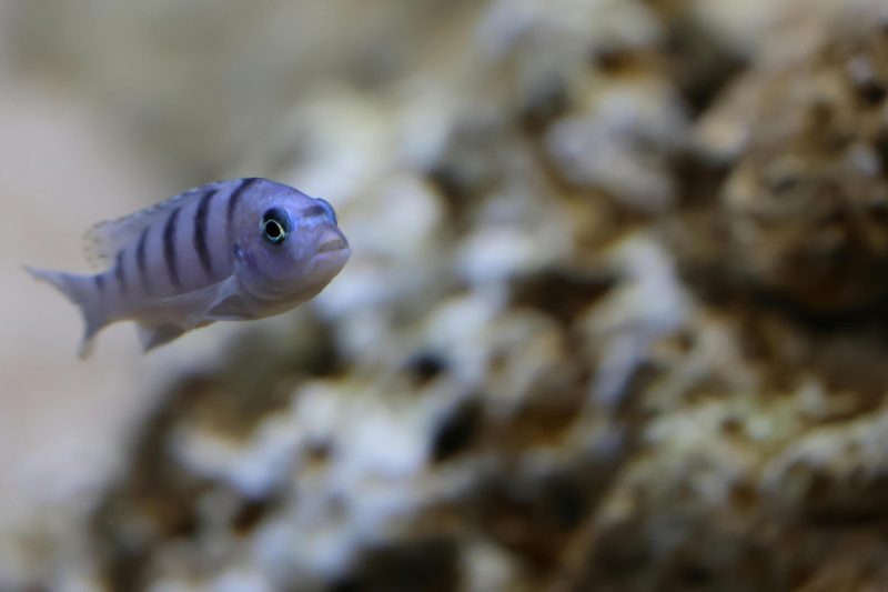 Can Fish Help Unlock Better Cancer Treatments?