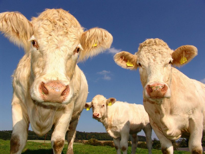 AI Decodes Animal Emotions Through Vocal Patterns, Study Finds