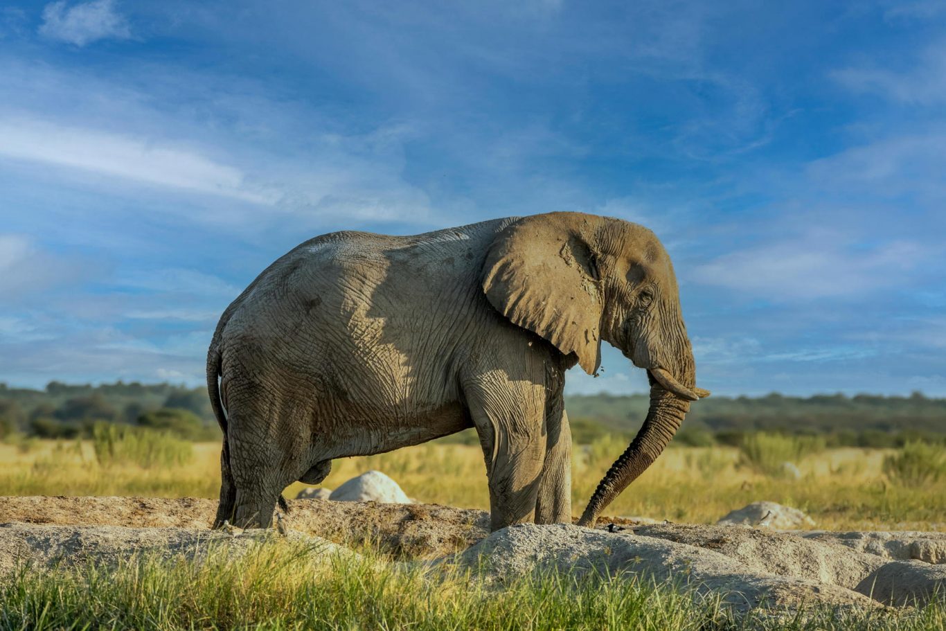 How Animals Shape Our Planet: The Unsung Ecosystem Engineers