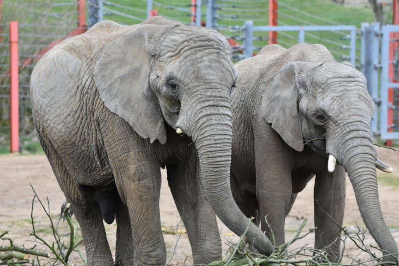 Large Animals Have Higher Cancer Rates Than Small Ones, Challenging Decades-Old Theory