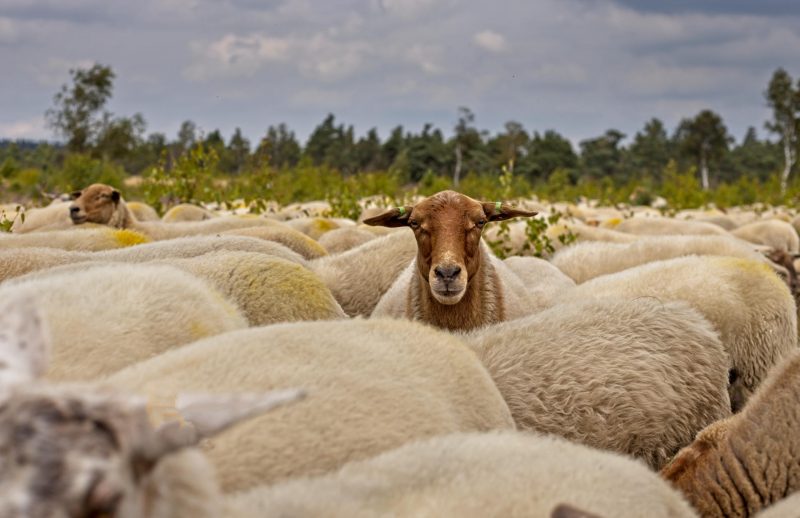 Tracing the Domestication of Sheep: New DNA Study Unveils 11,000-Year Evolutionary Journey