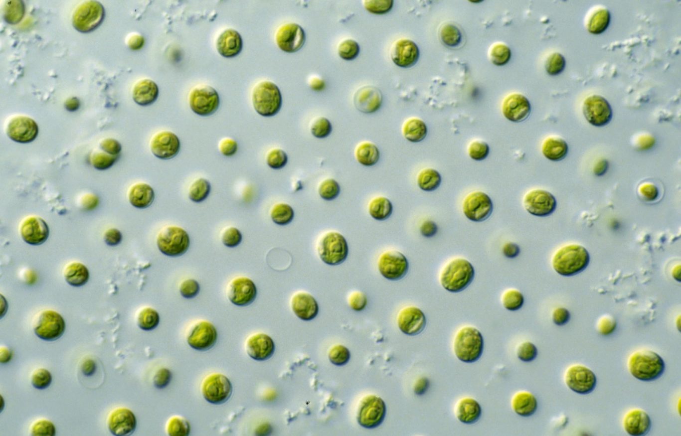 Harnessing Microalgae: A Promising yet Untapped Solution for Climate Change Mitigation