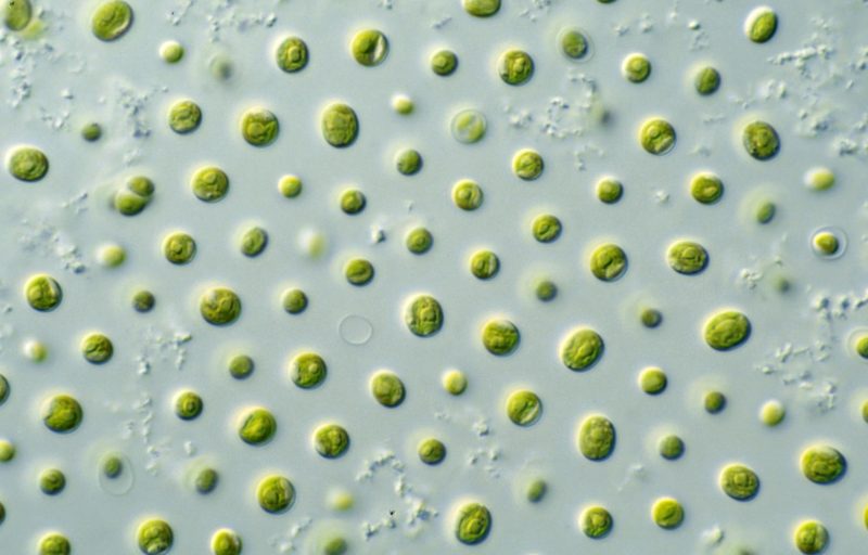 Harnessing Microalgae: A Promising yet Untapped Solution for Climate Change Mitigation
