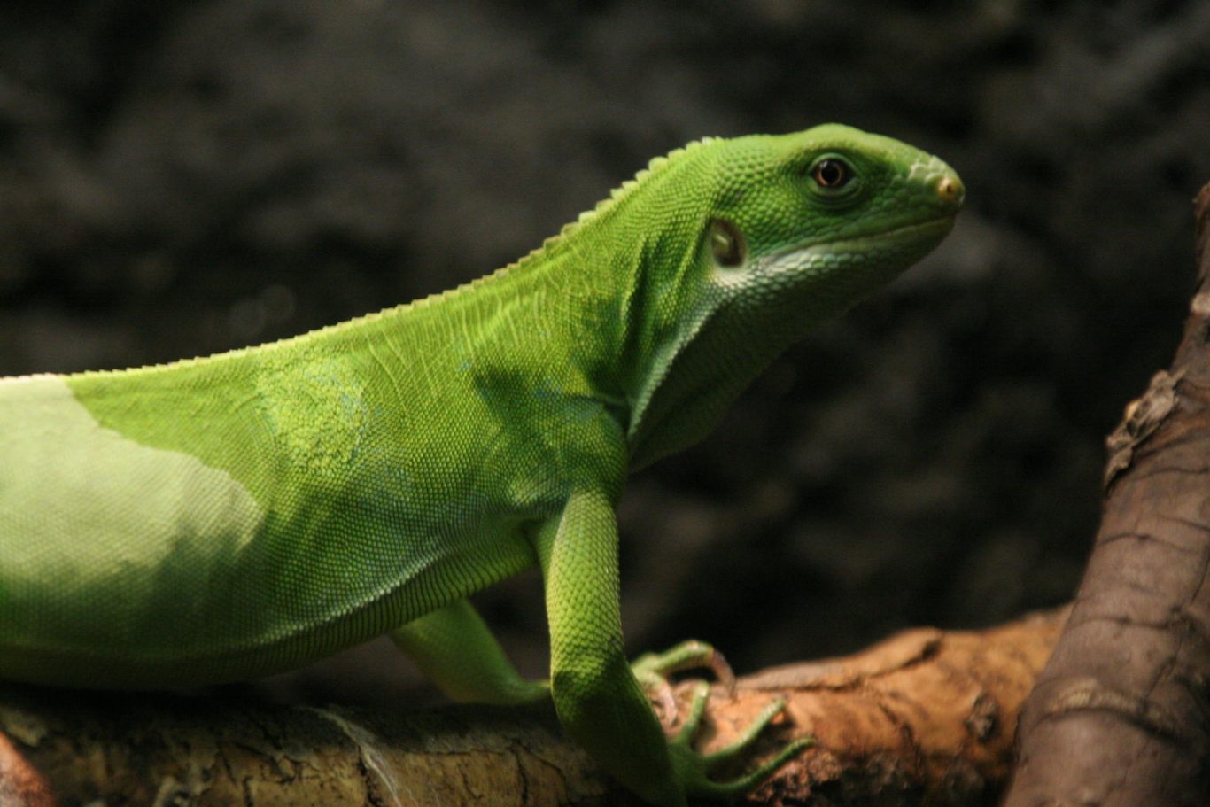 Ancient Iguanas May Have Undertaken Earth's Longest Oceanic Migration