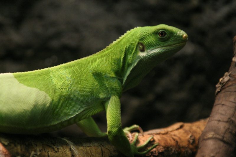 Ancient Iguanas May Have Undertaken Earth's Longest Oceanic Migration
