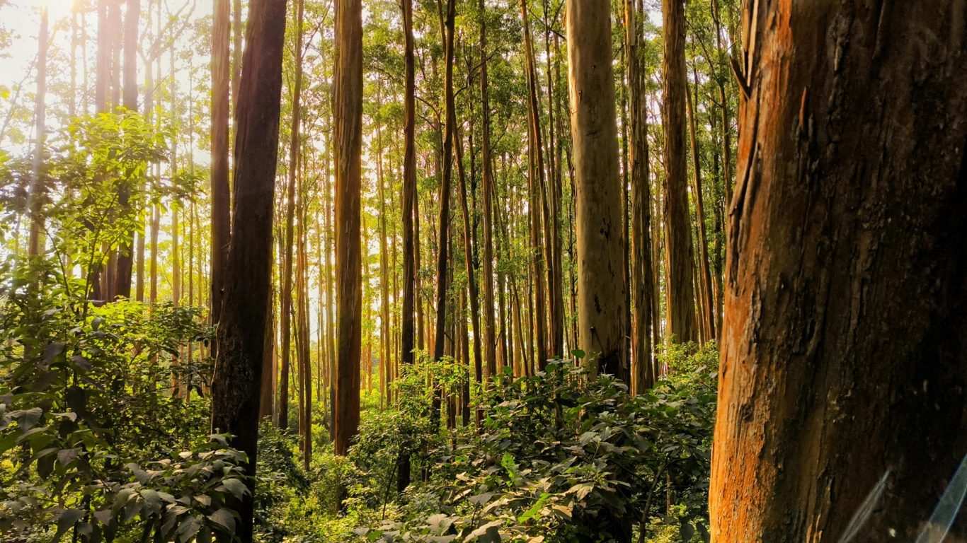 Tropical Trees May Be More Heat-Resilient Than Expected, New Study Finds