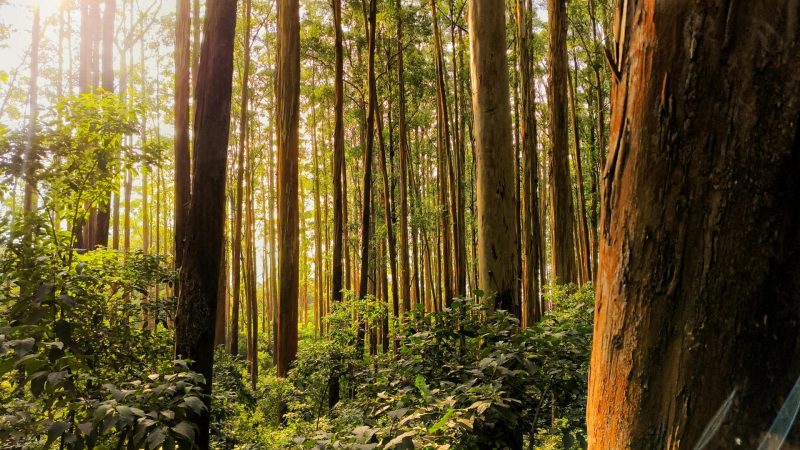 Tropical Trees May Be More Heat-Resilient Than Expected, New Study Finds