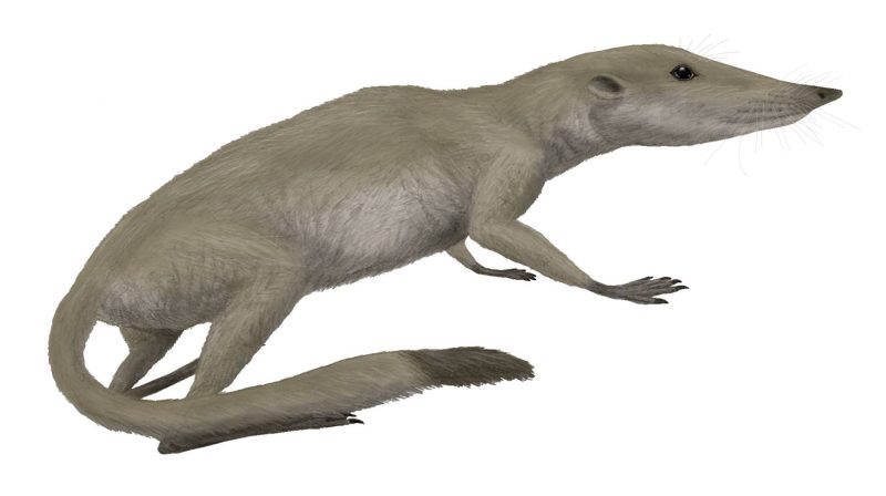 Ancient Mammals Wore Dark Fur, New Study Reveals