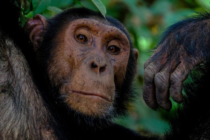 Ancient Ape Foraging for Fallen Fruit May Have Shaped Human Alcohol Tolerance