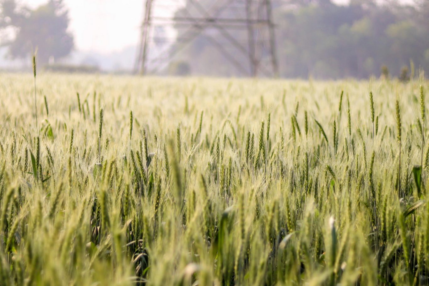 Global Warming Threatens Global Food Security by Reducing Crop Diversity