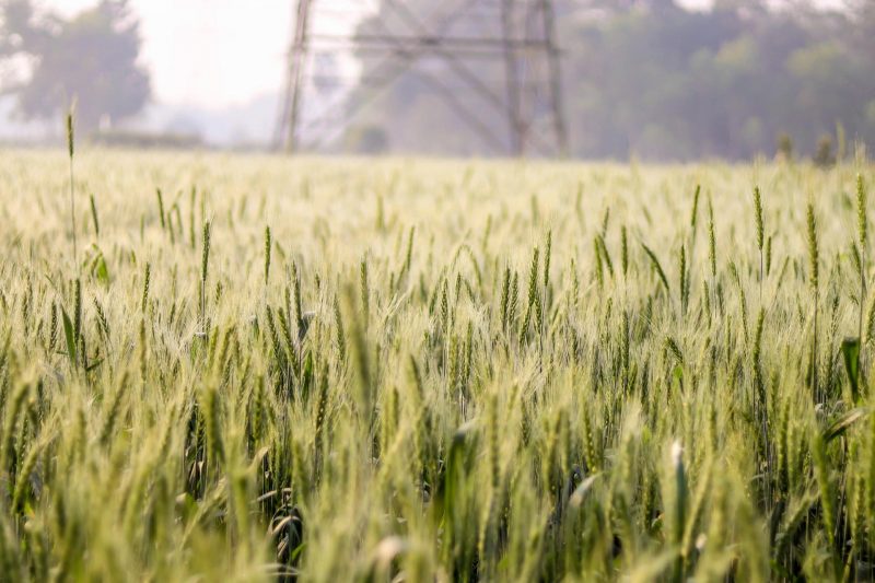Global Warming Threatens Global Food Security by Reducing Crop Diversity