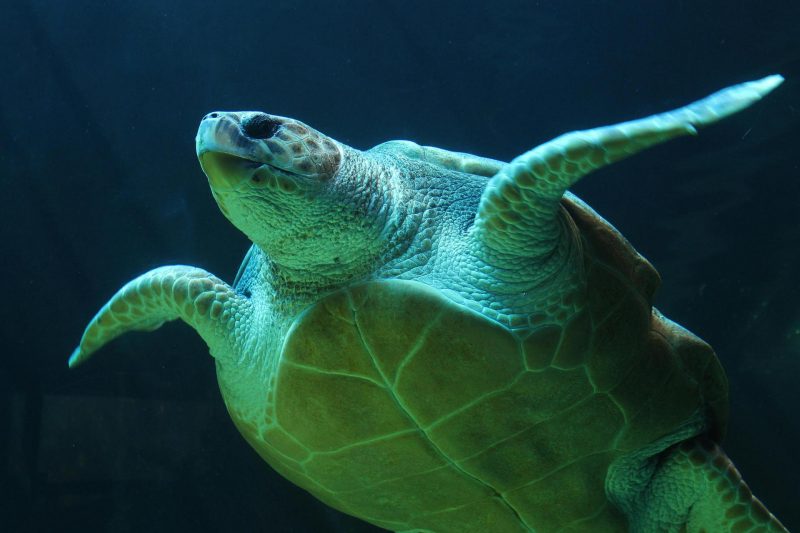 Green Turtles Shift Nesting Habits in Response to Rising Global Temperatures