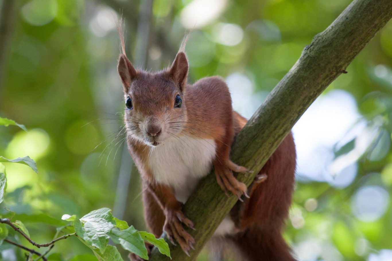 Bio-Inspired Jumping Robot Achieves Precise Landings on Narrow Branches