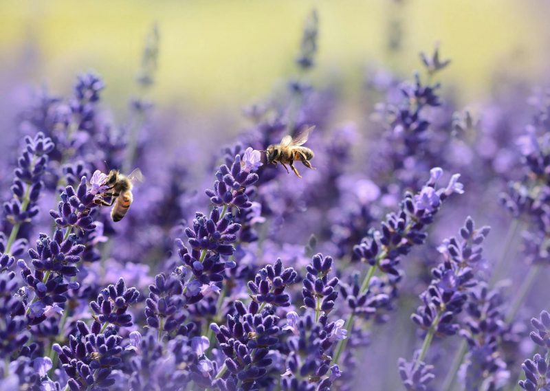 The Decline of Insect Populations: A Complex and Multifactorial Crisis