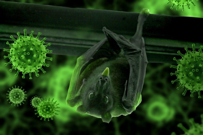 Bat Organoids Reveal Key to Their Resilience Against Deadly Viruses