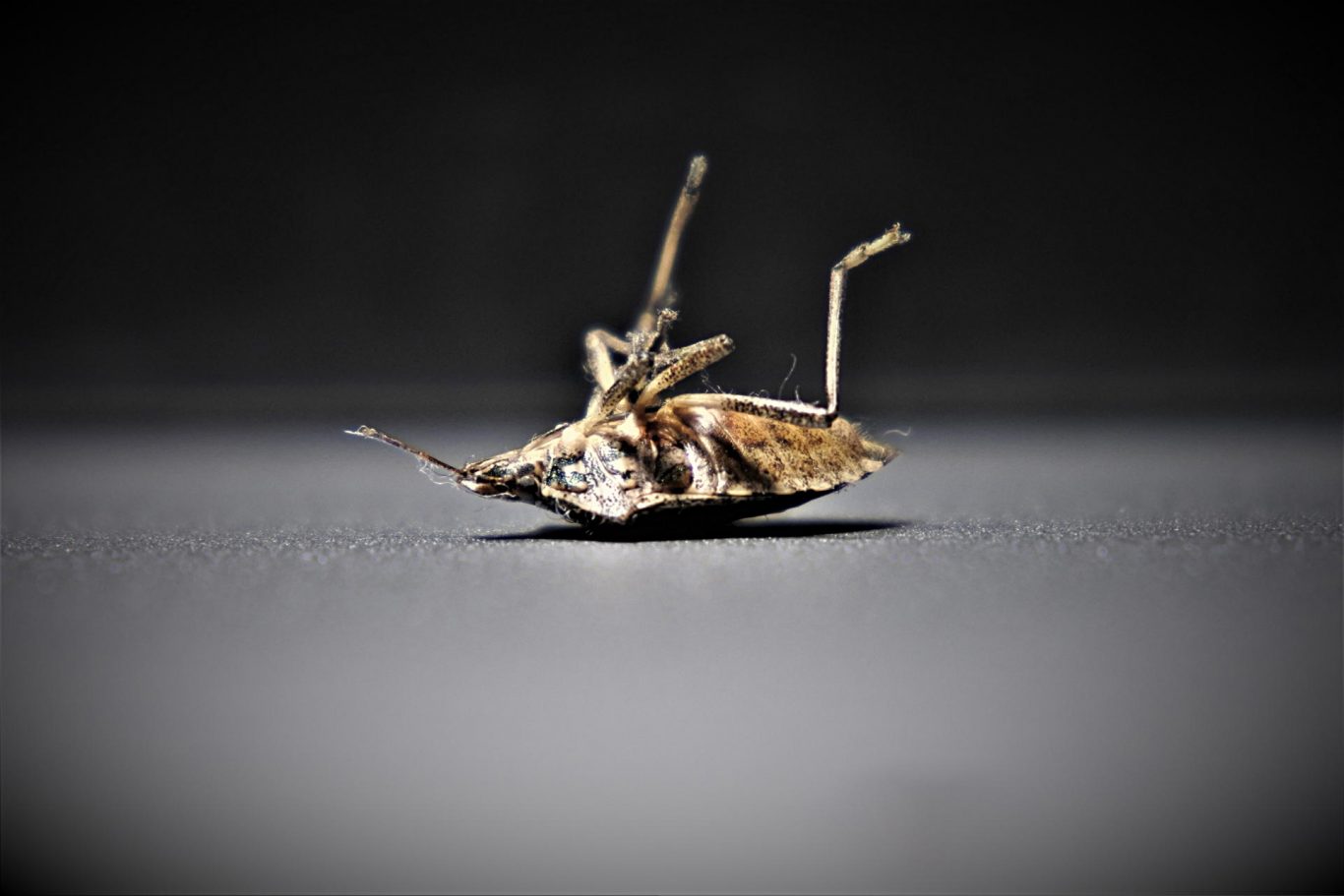 Bedbugs May Be Humanity's First Urban Pests, Genomic Study Reveals