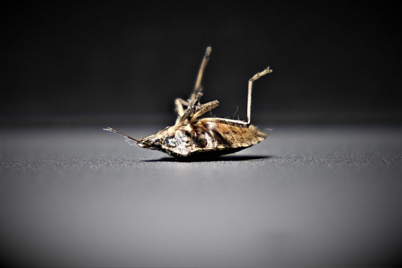 Bedbugs May Be Humanity's First Urban Pests, Genomic Study Reveals