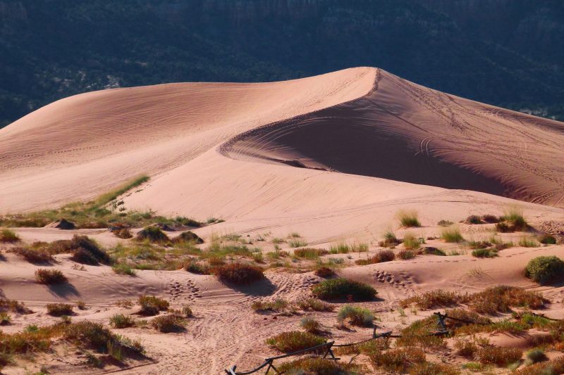 Invasive Sahara Mustard Threatens California Desert Ecosystems