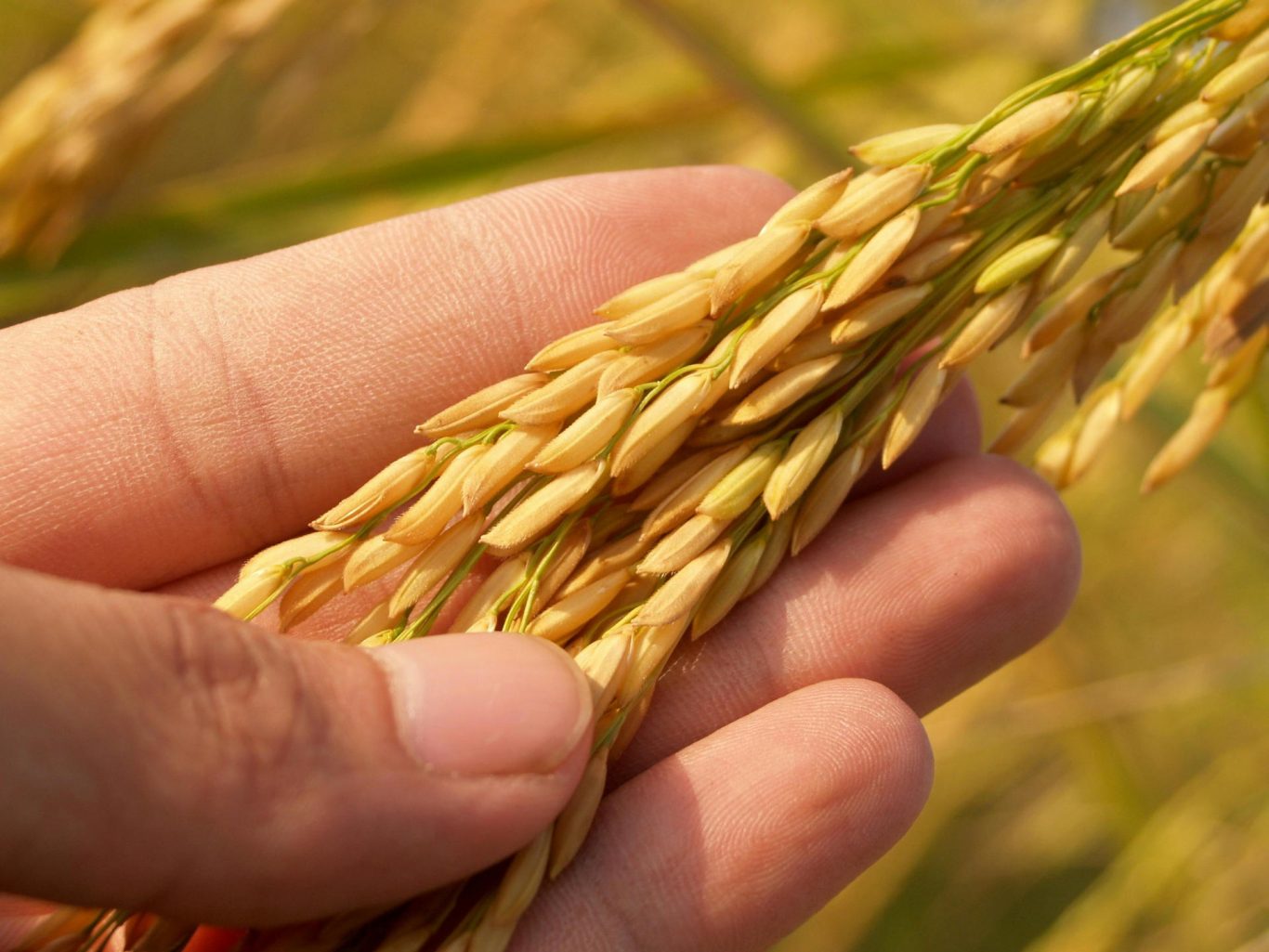 Key Gene Discovery Boosts Rice Heat Tolerance and Yield