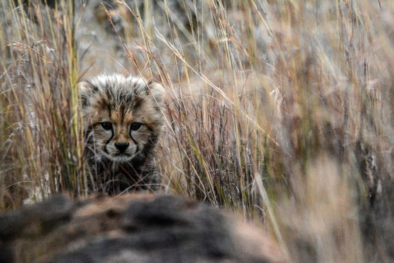 Global Study Reveals Universal “Core-to-Edge” Pattern in Species Distribution