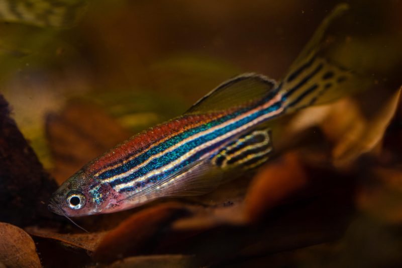 Super-Healing Animals Inspire New Paths in Human Regenerative Medicine