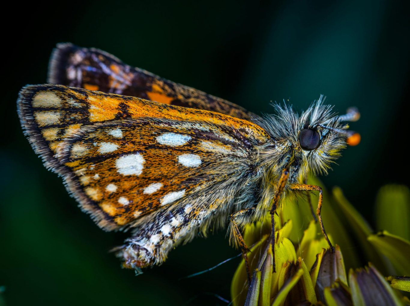 How Butterflies Evolved Fake Heads to Outsmart Predators