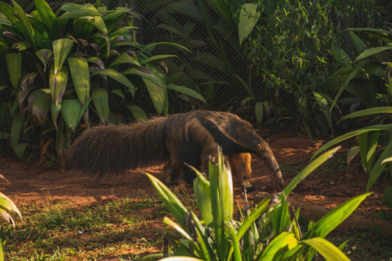 Mammals Have Evolved Ant- and Termite-Eating Adaptations at Least 12 Times Since Dinosaur Extinction