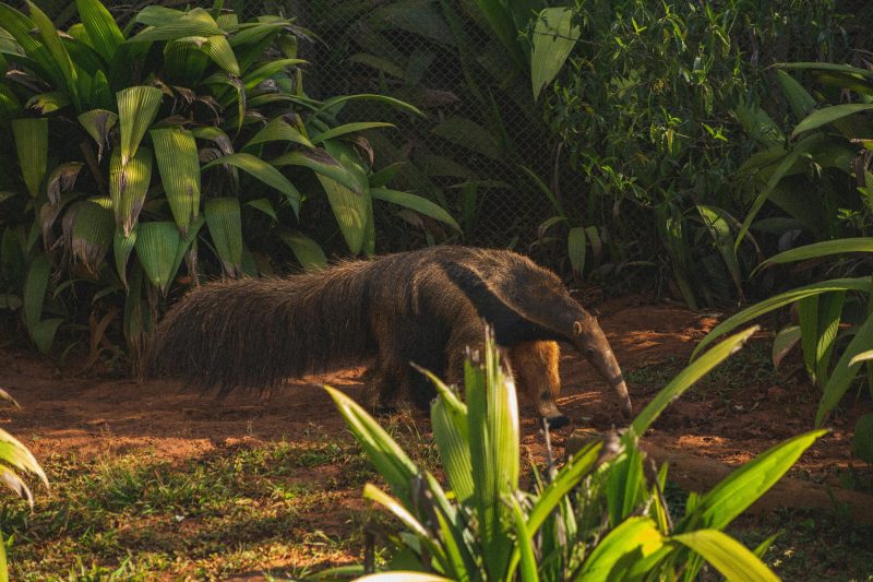 Mammals Have Evolved Ant- and Termite-Eating Adaptations at Least 12 Times Since Dinosaur Extinction