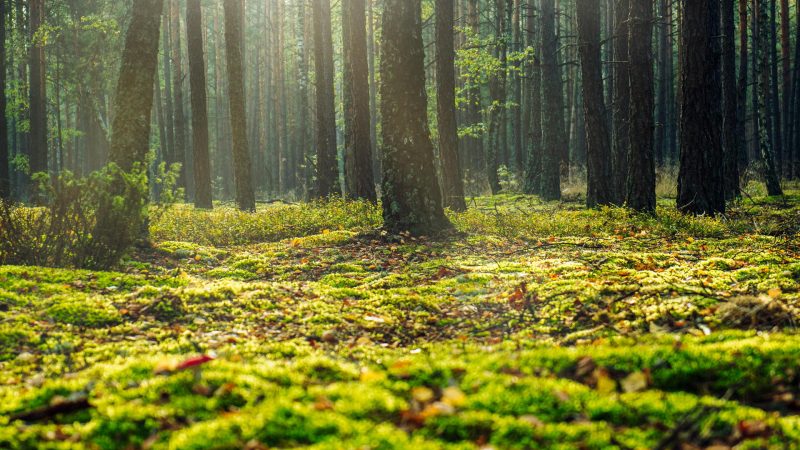 Helping Forests Keep Pace with Climate Change