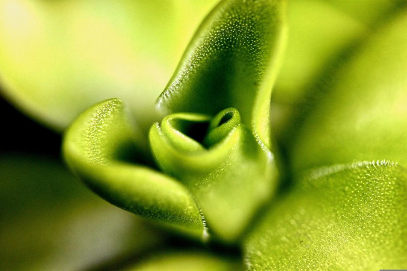 MIT Boosts Key Photosynthesis Enzyme Efficiency by 25%, Paving Way for Higher Crop Yields