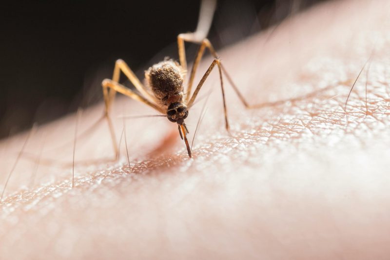 Ivermectin Shows Modest Impact in Reducing Malaria Risk by Targeting Mosquito Vectors