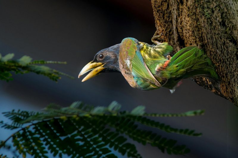 Artificial Light at Night Found to Extend Birdsong Duration Worldwide