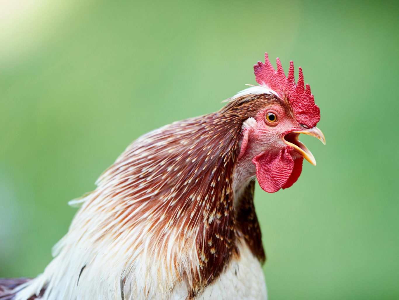 Widespread Sex Reversal Found in Wild Birds Challenges Traditional Gender Identification