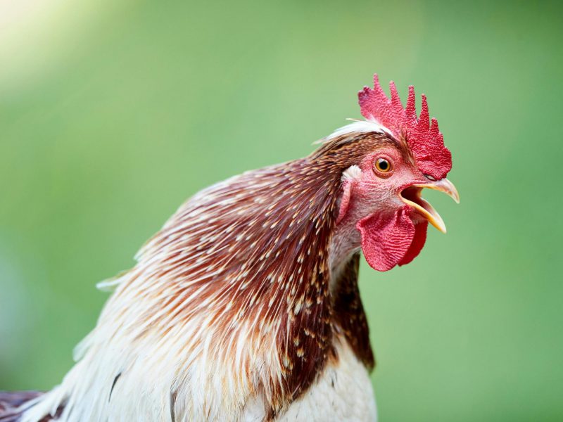 Widespread Sex Reversal Found in Wild Birds Challenges Traditional Gender Identification