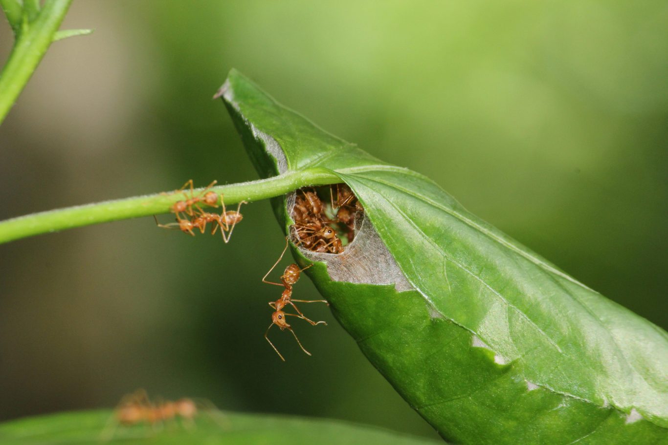 Weaver Ants Defy Teamwork Limits with "Super-Efficient" Cooperation