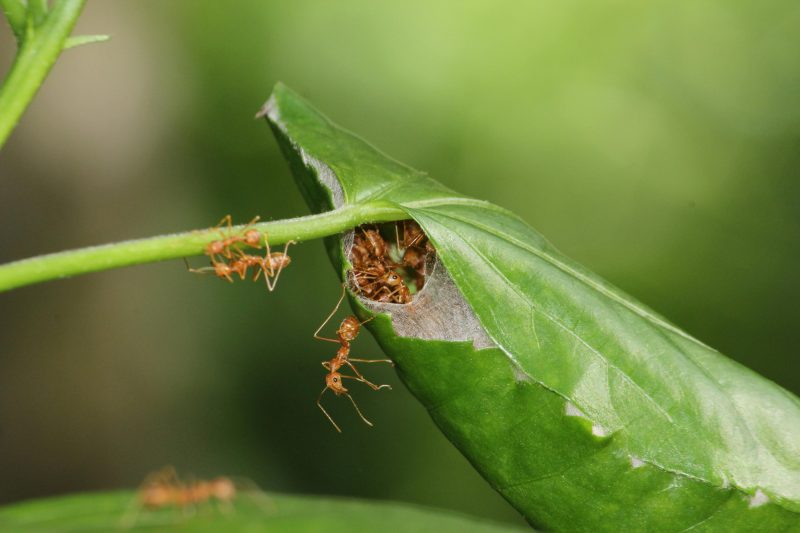 Weaver Ants Defy Teamwork Limits with "Super-Efficient" Cooperation