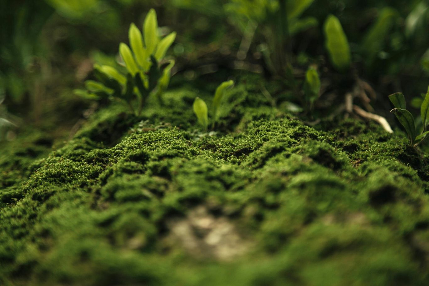 Moss Thrives Under Hypergravity, Offering Clues to Plant Evolution and Crop Enhancement
