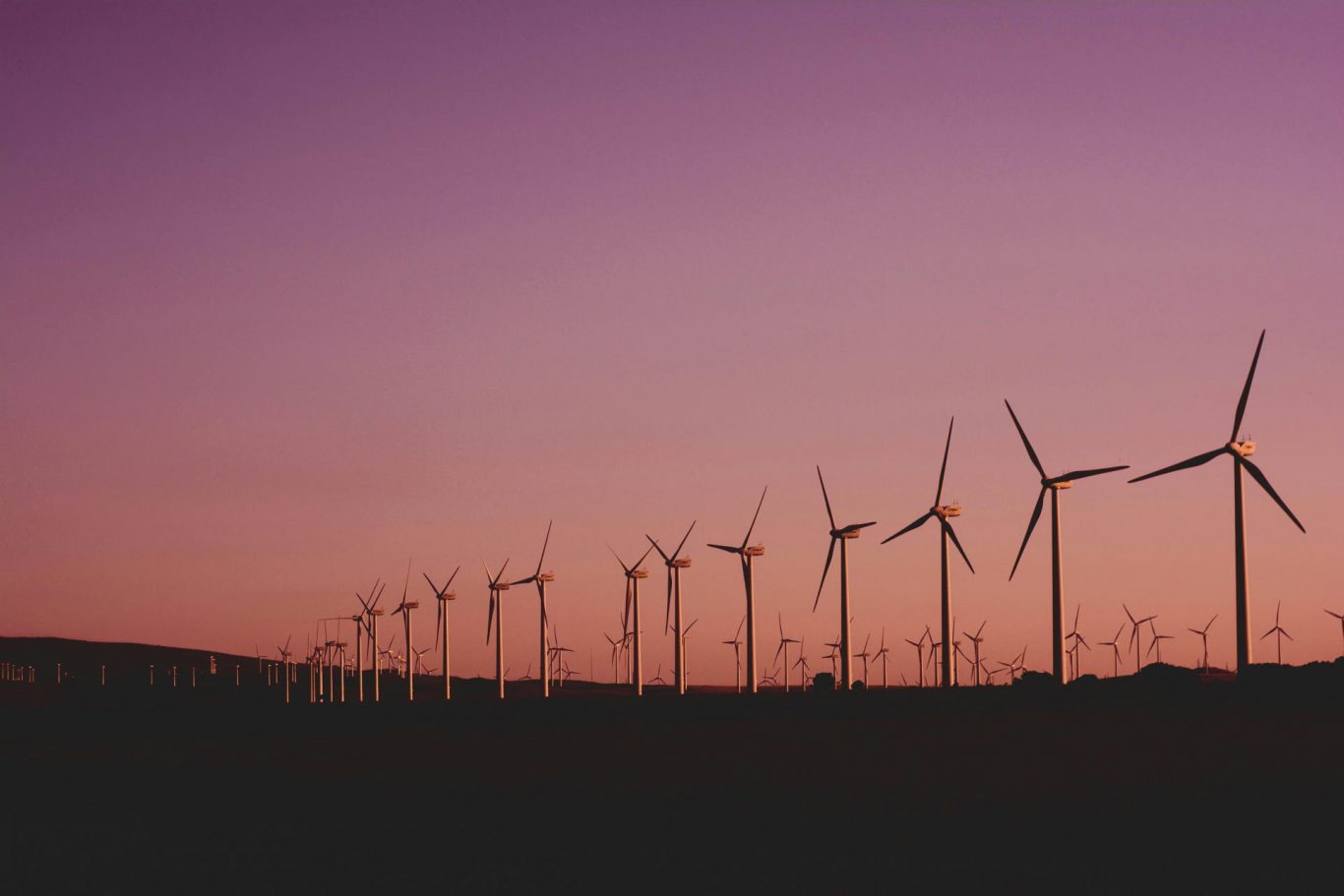Reflected Light May Explain Why Bats Collide with Wind Turbines