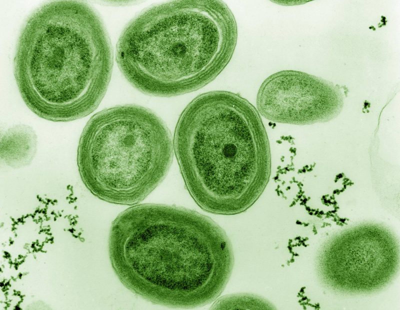 Global Warming Threatens Survival of Ocean's Most Abundant Microbe