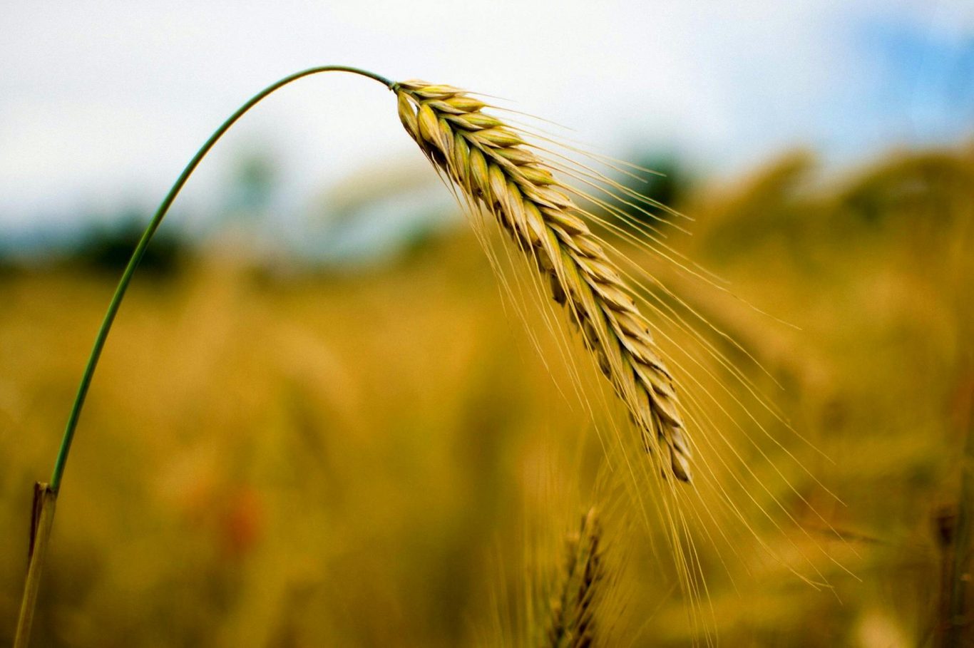 Single-Cell Sequencing Maps Plant Stem Cell Networks, Opening Path to Higher Crop Yields